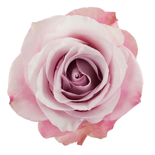 Rose - Secret Garden 60cm